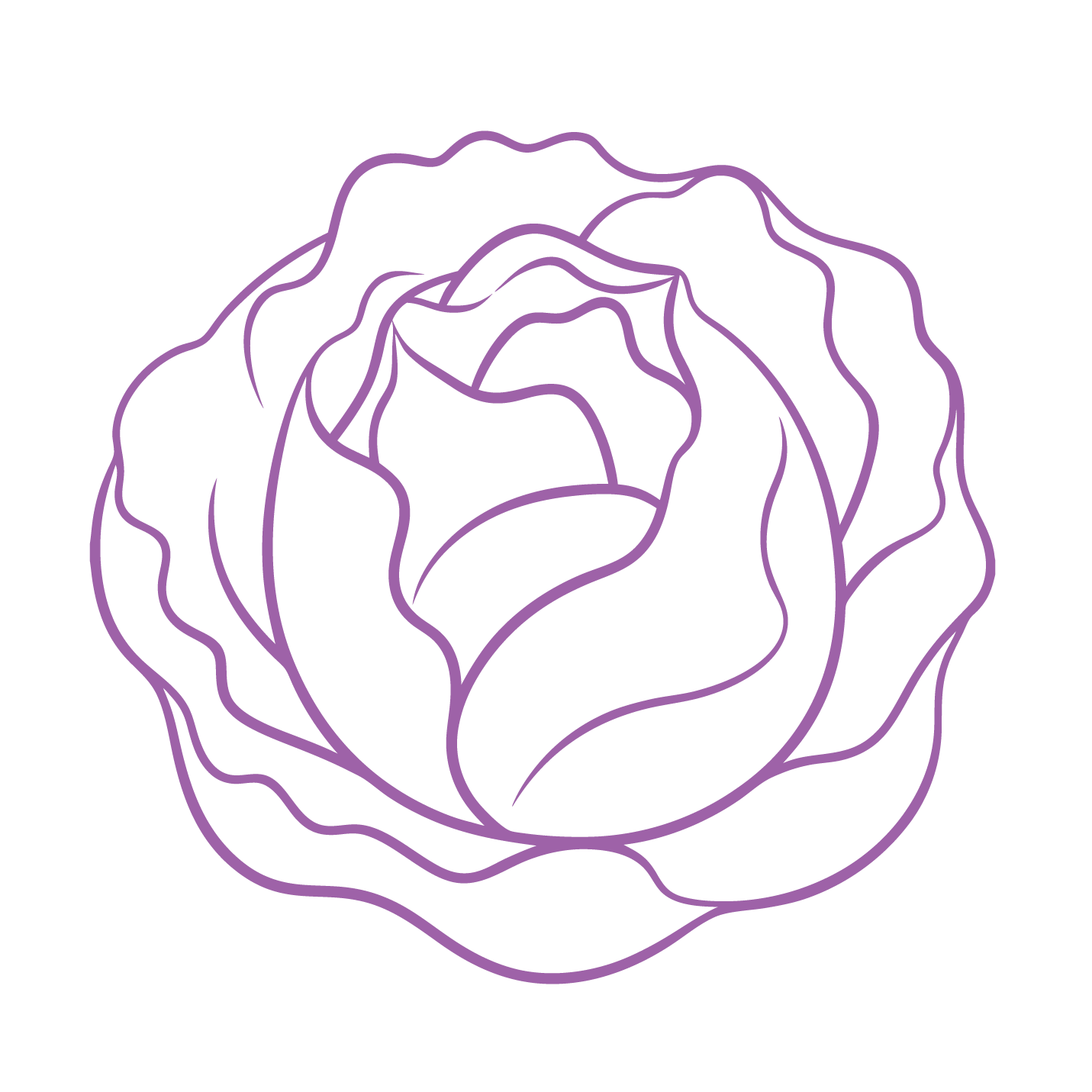 Brassica Rapa Root